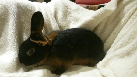 Er hat bereits an einer Ausstellung als Jungtier teilgenommen und alle Punkte errreicht. 